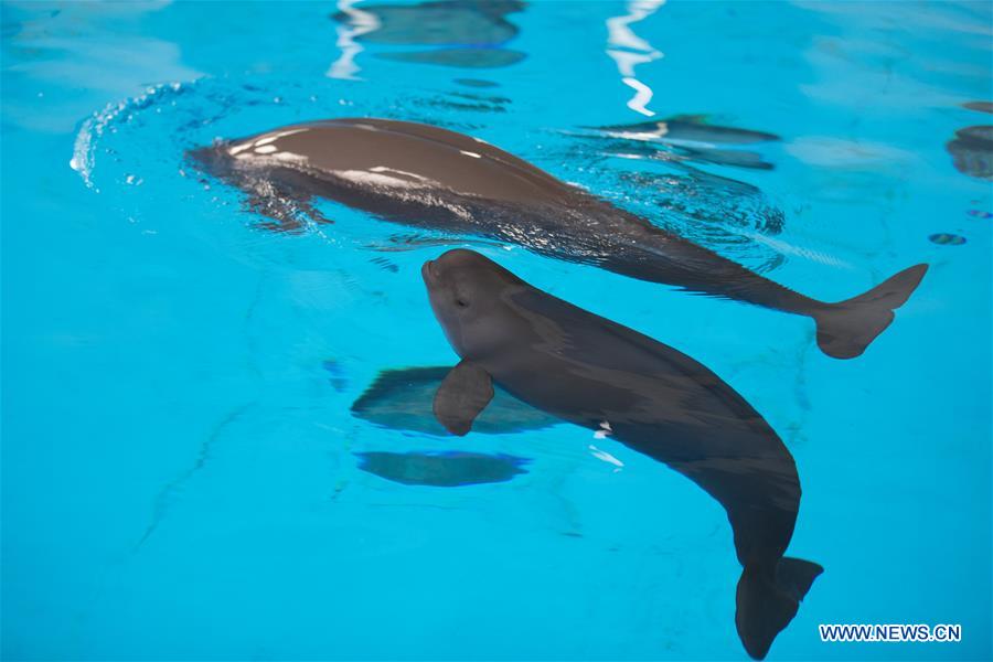 Yangtze Finless Porpoise Grows Up Healthy for 100 Days in China's Hubei