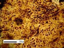 Oldest known lichen fossils found in South China