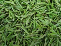 Green tea may protect brain cells against Parkinson's
