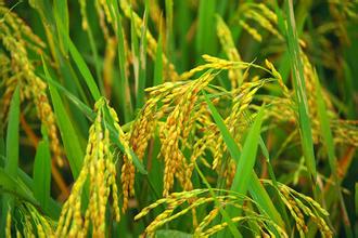 China Clones Heat-tolerant Gene from African Rice Strain