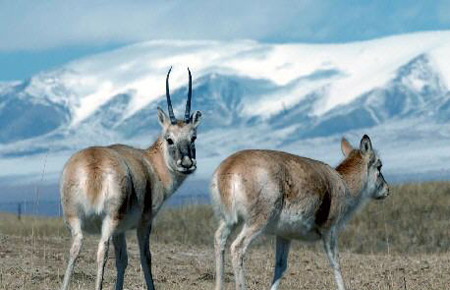 Tibetan Antelope Struck from Endangered List
