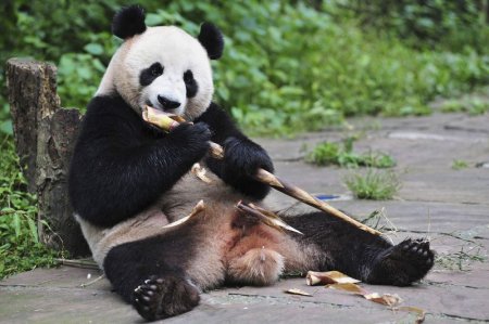 Bear Necessities: Low Metabolism Lets Pandas Survive on Bamboo