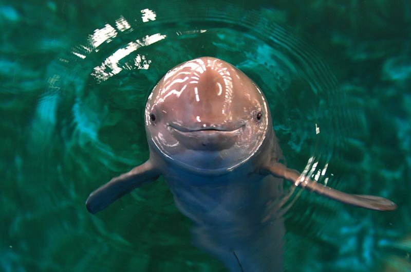World's First Captive-bred Finless Porpoise Lives over 10 Years