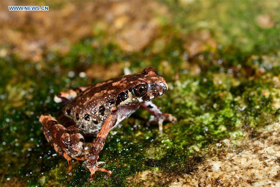 New Amphibian Species Found in SW China