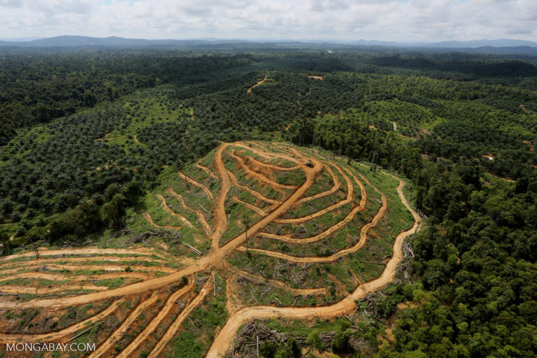 Oil palm estate and rainforest in Malaysian Borneo.jpg