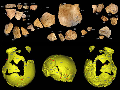 New Finds from China Suggest Human Evolution Probably of Regionally Continuity