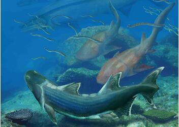 420 Million-year-old Fish Fossil Found in SW China