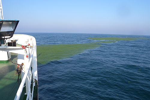Chinese Scientists Predict "Green Tides"