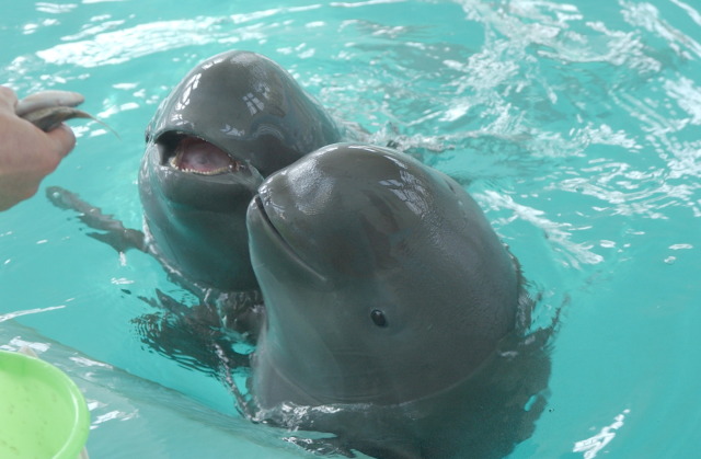 New Survey on Finless Porpoise to Begin