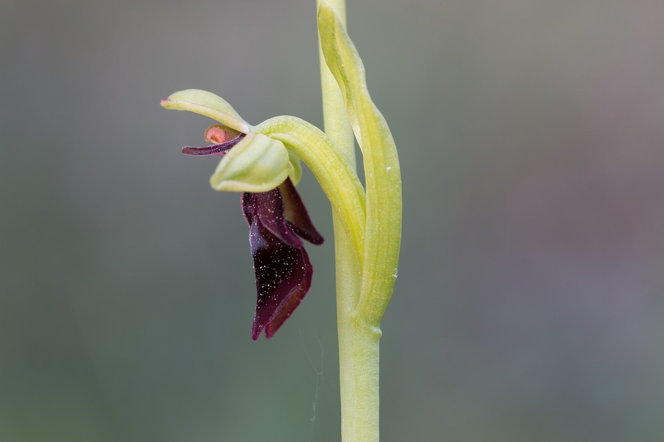 Cultivating Orchids May Save Wild Species from Extinction in China