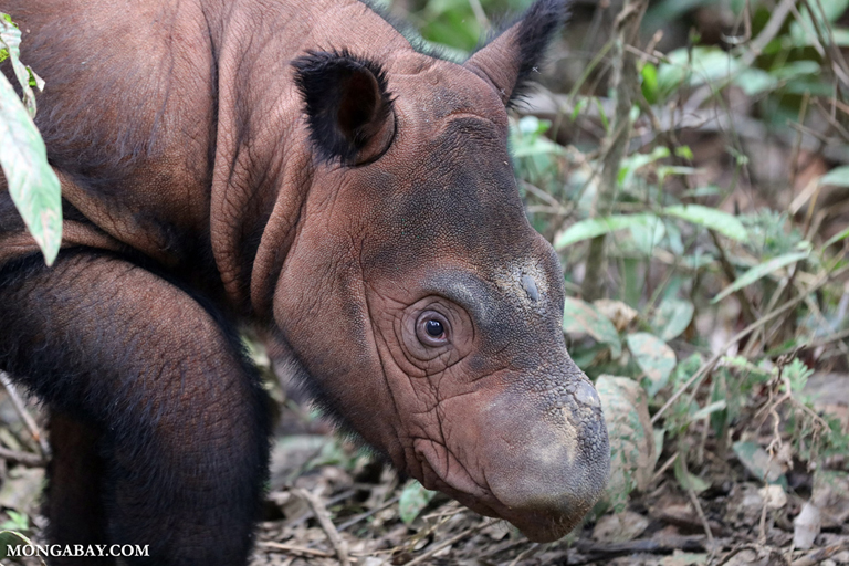Sumatran rhino.jpg