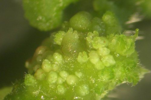 Tissue Culture in the Rare and Endangered Plant of Metabriggsia Ovalifolia Achieves Success
