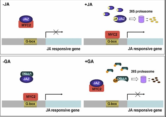 Gibberellins (GAs) modulate jasmonate (JA) signaling