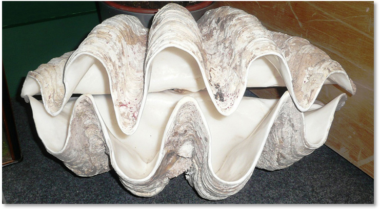 Giant Clam Reveals Middle Ages Were Warmer than Today