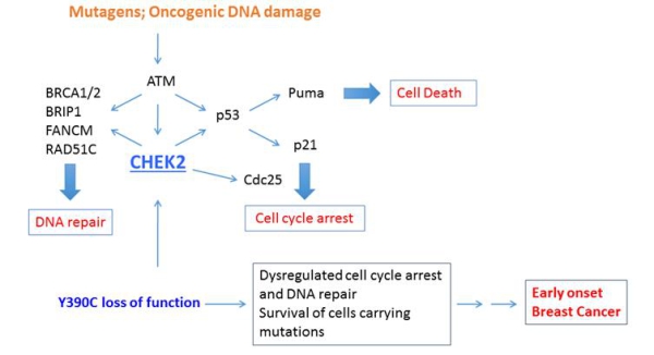 Novel and Loss of Function CHEK2 Mutation Underlies Early Onset Breast Cancer in China