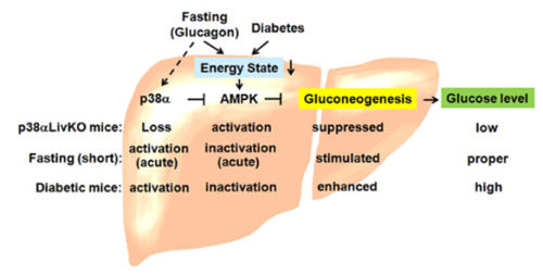 Scientists Uncover Role of Hepatic p38α in Gluconeogenesis