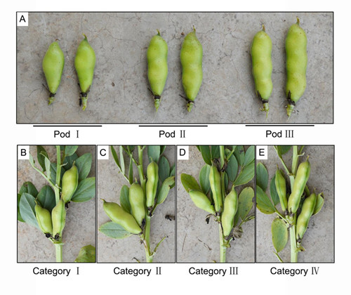 Novel Perspective Help Increase Seed Yield of Broad Bean