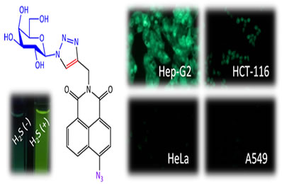 Scientists Develop Galactosyl Azidonaphthalimide Probe for Selective Fluorogenic Imaging of Hepatocellular H<SUB>2</SUB>S
