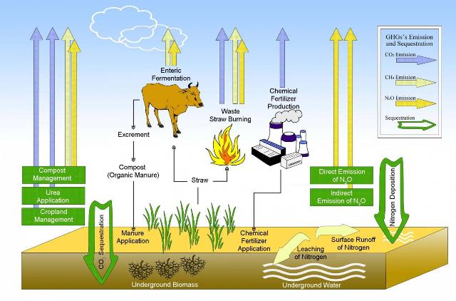 Using Organic Manure Instead of Chemical Fertilizer Can Help Decrease Emission of Greenhouse Gases