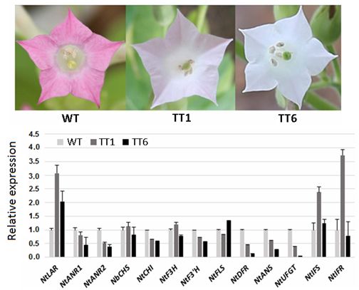 Genes Encoding Leucoanthocyanidin Reductase Involved in Proanthocyanidin Biosynthesis Investigated in Apple.jpg