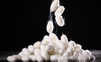 Transcriptomic Study of Silkworms Hints at Genetic Basis of Silk Production