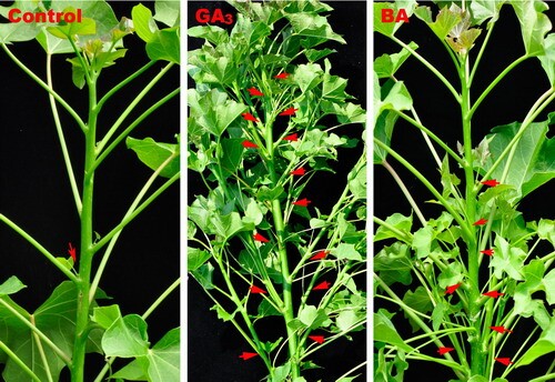 Gibberellin Acts as Positive Regulator of Shoot Branching in <EM>Jatropha curcas</EM>.jpg