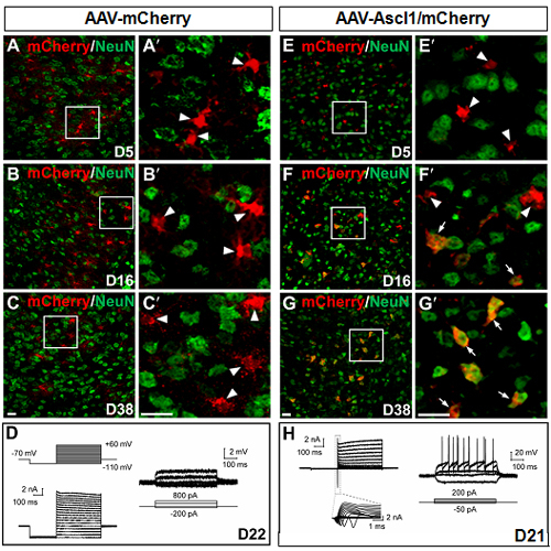 Reprogramming Study Reveals Single Transcription Factor Ascl1 Converts Astrocytes into Neurons in Intact Brain.jpg