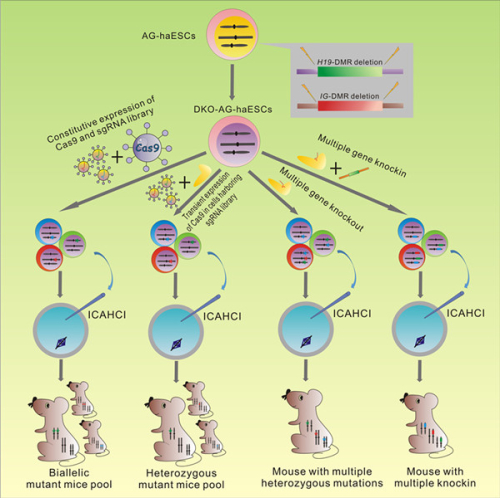 Haploid Embryonic Stem Cells, a Sperm Replacement Enabling Genetic Screening in Mice.jpg