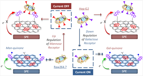 Pyrenyl Glycoanthraquinone-decorated Grapheme Electrodes Track Pathogenic Rreceptor Expression of Live Cells