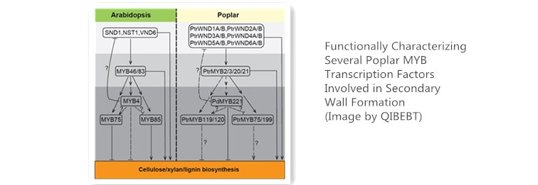 transcriptional networks regulating secondary wall biosynthesis in Arabidopsis and poplar.jpg