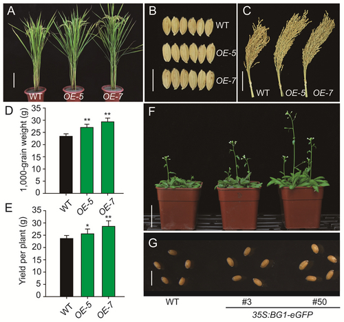 Application of an Old Hormone to Crop Yield Improvement.jpg