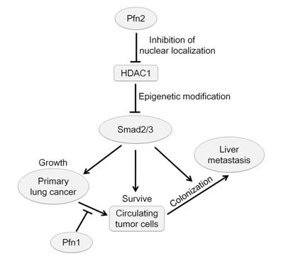 role and underlying mechanism of profilin in lung cancer progression.jpg