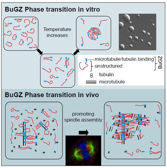 Protein Phase Transition in Spindle Assembly