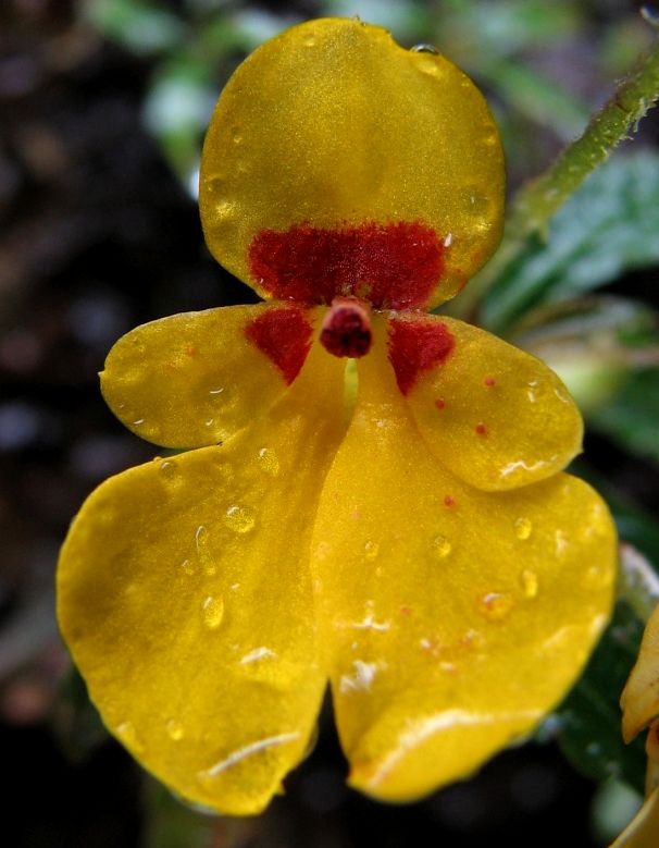 A New Rare Species of <EM>Impatiens</EM> Discovered in Yunnan.jpg