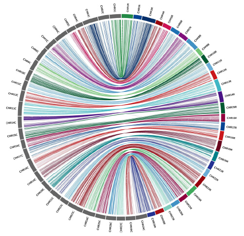 Researchers Construct High-density Interspecific Genetic Maps and Identify Sex-specific Markers of Kiwifruit.jpg