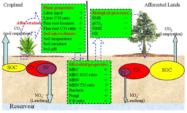 Afforestation Affects Soil Carbon and Nitrogen through Altering Microbial Community