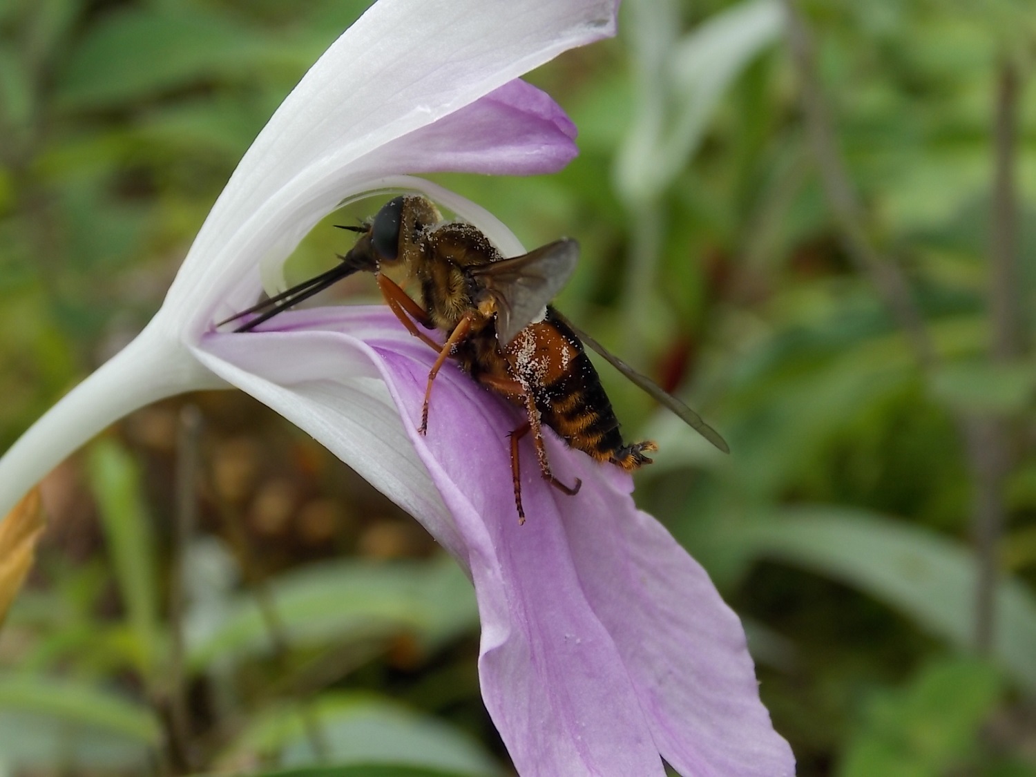 Long-tongued Fly Is Specialized Pollinator of Long Corolla Tubed Alpine Ginger