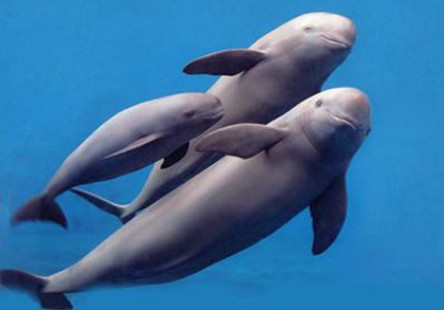 China Scientists Propose First Effective Automatic Identification Algorithm of Yangtze Finless Porpoise