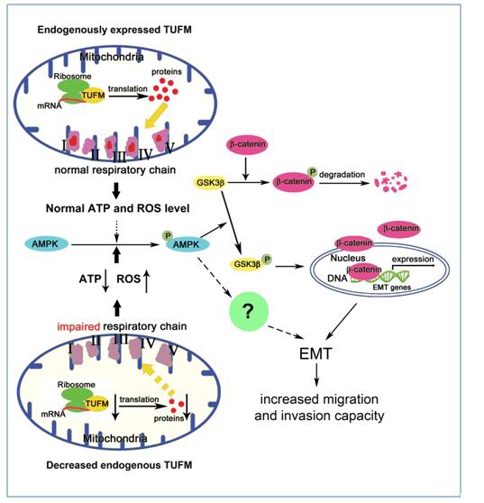 Schematic illustration: The role and underlying mechanism of TUFM in EMT and cancer progression.jpg