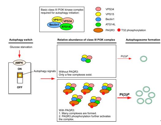 A schematic model of PAQR3 regulation on autophagy in response to glucose starvation .jpg