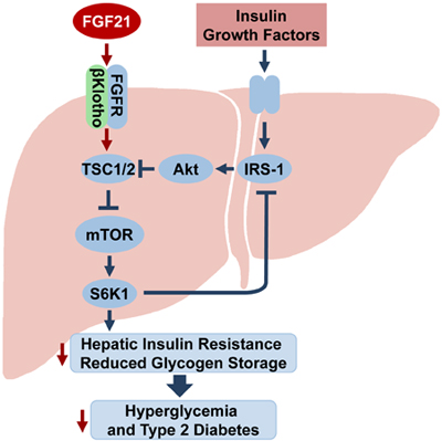 The proposed model for regulation of hepatic insulin sensitivity by FGF21-βKlotho-mediated inhibition of mTORC1 activation.jpg