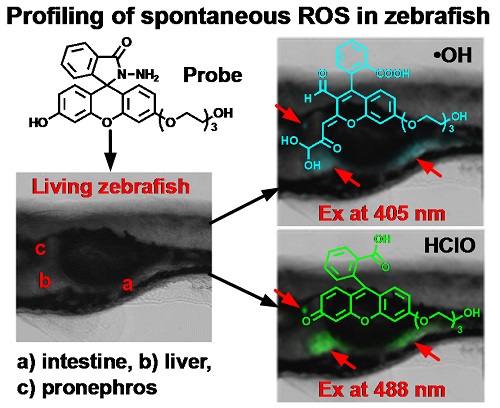 A single Fluorescent Probe with dual reactive sites to ROS.