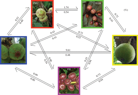 Percentage pairwise migration rates for five sympatric morphologically distinct fig taxa estimated in BayesAss.gif