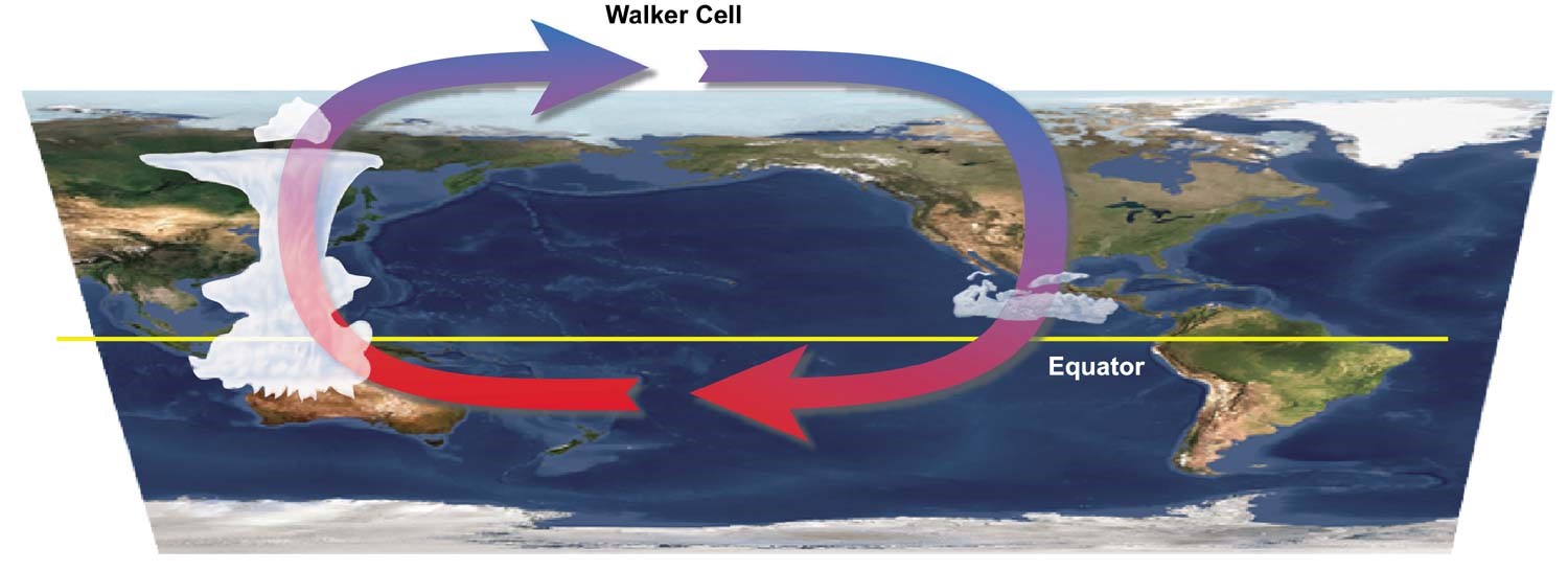 walker circulation1.jpg