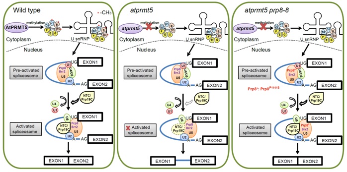 Scientists Find Key Mechanism of Protein Arginine Methyltransferase in Pre-mRNA Splicing