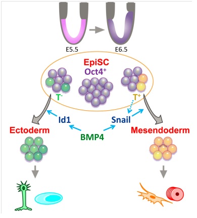 Scientists Find Dynamic Heterogeneity of Brachyury in Mouse Epiblast Stem Cells