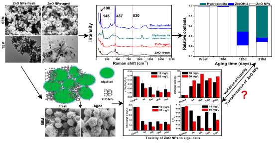 Quantitative analysis of the transformation of ZnO NPs under aging process and its effect on algae toxicity