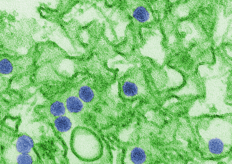 Structural Biologists Elucidate Structure of Zika Virus Envelope Protein