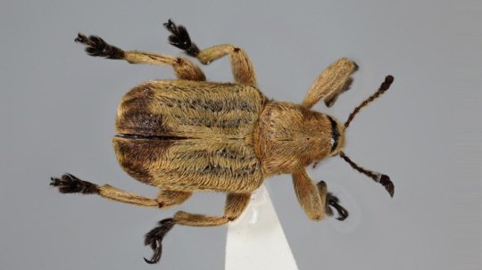 New Chinese Leaf-roller Weevil Does Not Know How to Roll Leaves