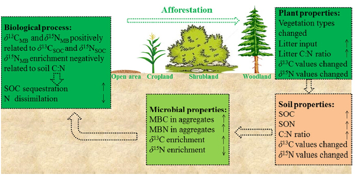 Afforestation impacts microbial biomass and its natural 13C and 15N abundance in soil aggregates in central China.jpg